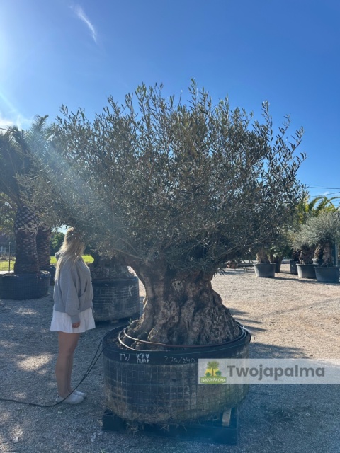 Drzewo Oliwne, Oliwka europejska (Olea europaea) wys. całkowita: ok. 270cm OEP08