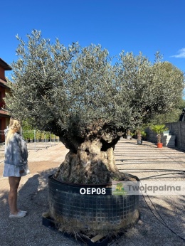 Drzewo Oliwne, Oliwka europejska (Olea europaea) wys. całkowita: ok. 270cm OEP08