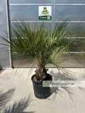 Palma Butia Capitata - pień: 20-30cm, wysokość całkowita: 170-200cm