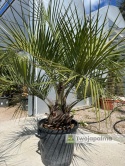 Palma Butia Capitata - pień: 20-30cm, wysokość całkowita: 170-200cm