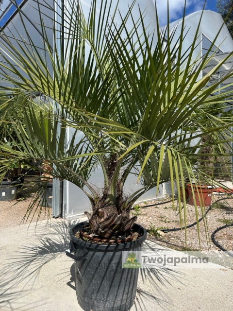 Palma Butia Capitata - pień: 20-30cm, wysokość całkowita: 170-200cm