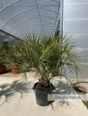 Palma Butia Capitata - pień: 20-30cm, wysokość całkowita: 170-200cm