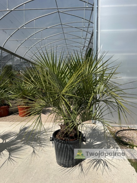 Palma Butia Capitata - pień: 20-30cm, wysokość całkowita: 170-200cm