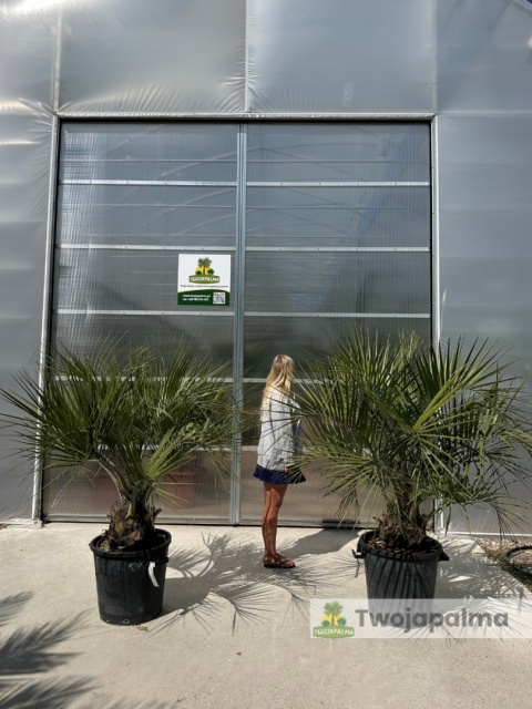 Palma Butia Capitata - pień: 20-30cm, wysokość całkowita: 170-200cm