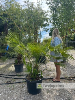 Palma Karłatka Chamaerops humilis wysokość całkowita: ok. 120cm