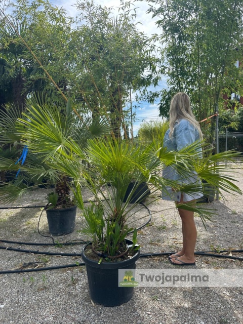 Palma Karłatka Chamaerops humilis wysokość całkowita: ok. 120cm