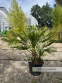 Palma Karłatka Chamaerops humilis wysokość całkowita: ok. 120cm