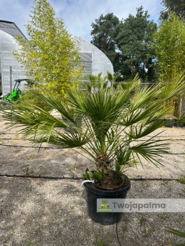 Palma Karłatka Chamaerops humilis wysokość całkowita: ok. 120cm