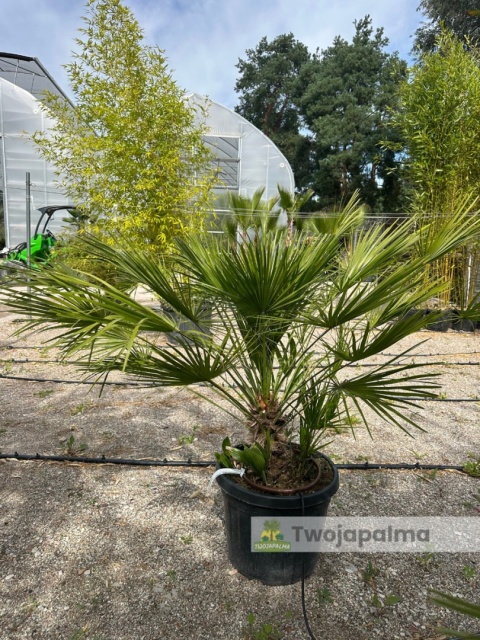 Palma Karłatka Chamaerops humilis wysokość całkowita: ok. 120cm