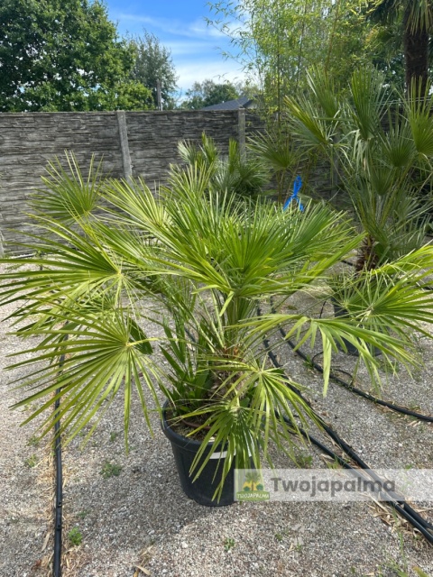 Palma Karłatka Chamaerops humilis wysokość całkowita: ok. 120cm