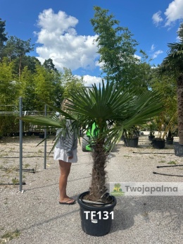 Palma Trachycarpus Fortunei - Szorstkowiec Fortunego pień: 60cm