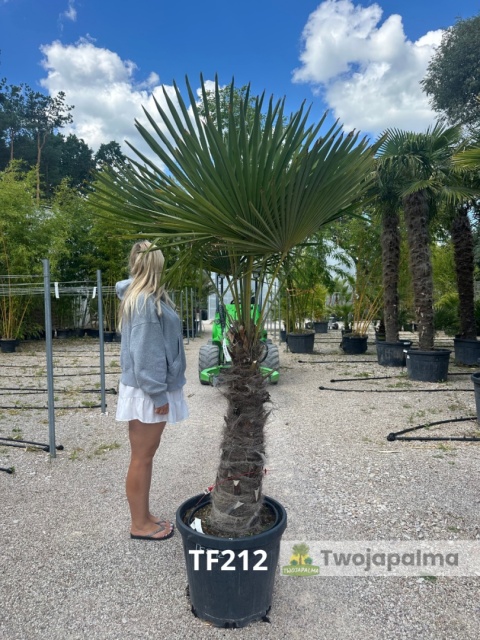 Palma Trachycarpus Fortunei - Szorstkowiec Fortunego pień: 80cm