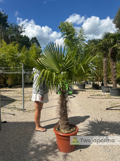 Palma Trachycarpus Fortunei - Szorstkowiec Fortunego wys. całkowita: ok.160-180cm