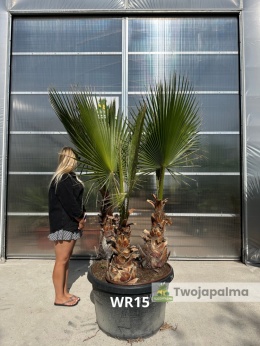 Palma Washingtonia robusta 3 pnie - wysokość całkowita: ok. 240cm WR15