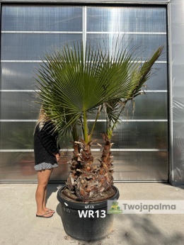Palma Washingtonia robusta 3 pnie - wysokość całkowita: ok. 240cm WR13