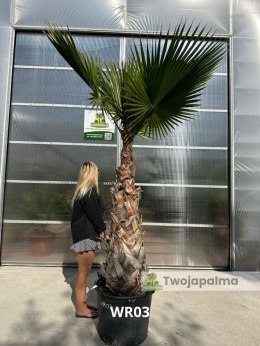 Palma Washingtonia robusta - wys. pnia: 140-160cm WR03
