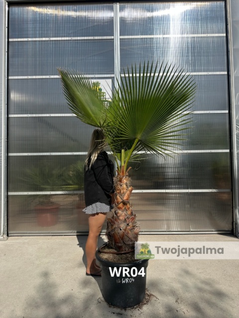 Palma Washingtonia robusta - wys. pnia: 60-80cm WR04