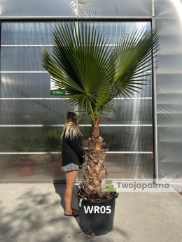 Palma Washingtonia robusta - wys. pnia: 80-100cm WR05