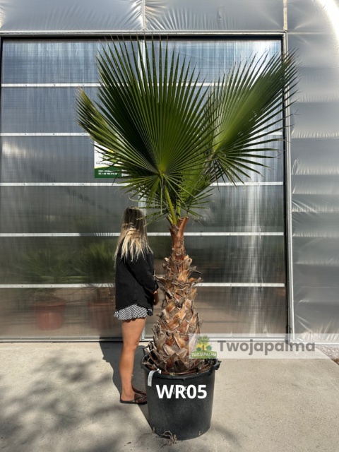 Palma Washingtonia robusta - wys. pnia: 80-100cm WR05