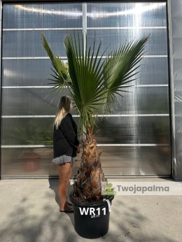 Palma Washingtonia robusta - wys. pnia: 60-80cm WR11
