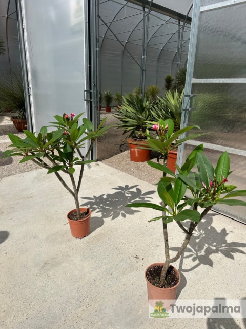 Plumeria - Plumeria rubra wys. całkowita z donicą: 90-110cm