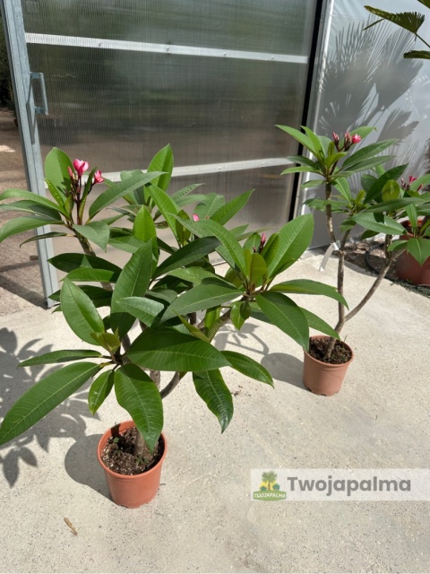 Plumeria - Plumeria rubra wys. całkowita z donicą: 90-110cm