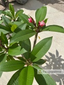 Plumeria - Plumeria rubra wys. całkowita z donicą: 90-110cm
