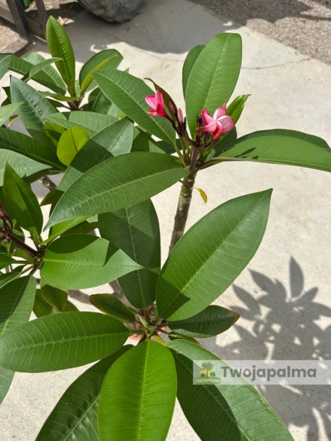 Plumeria - Plumeria rubra wys. całkowita z donicą: 90-110cm