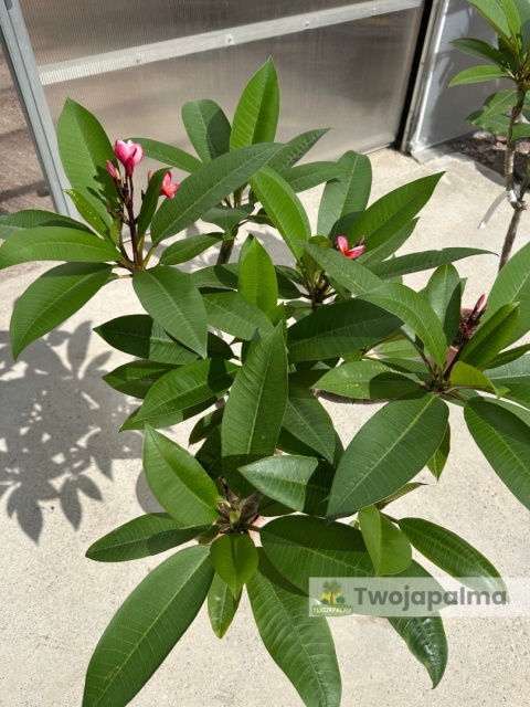 Plumeria - Plumeria rubra wys. całkowita z donicą: 90-110cm