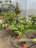 Plumeria - Plumeria rubra wys. całkowita z donicą: 90-110cm