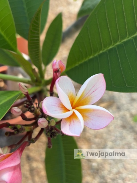 Plumeria - Plumeria rubra wys. całkowita z donicą: 90-110cm