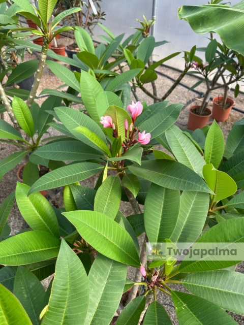 Plumeria - Plumeria rubra wys. całkowita z donicą: 90-110cm