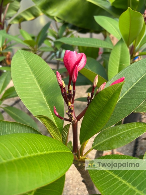 Plumeria - Plumeria rubra wys. całkowita z donicą: 90-110cm