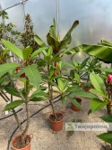 Plumeria - Plumeria rubra wys. całkowita z donicą: 90-110cm