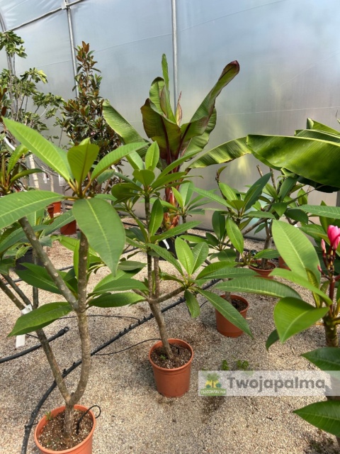 Plumeria - Plumeria rubra wys. całkowita z donicą: 90-110cm