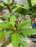 Plumeria - Plumeria rubra wys. całkowita z donicą: 90-110cm