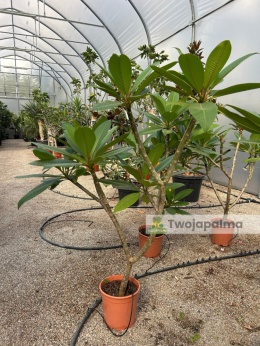 Plumeria - Plumeria rubra wys. całkowita z donicą: 90-110cm