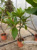 Plumeria - Plumeria rubra wys. całkowita z donicą: 90-110cm