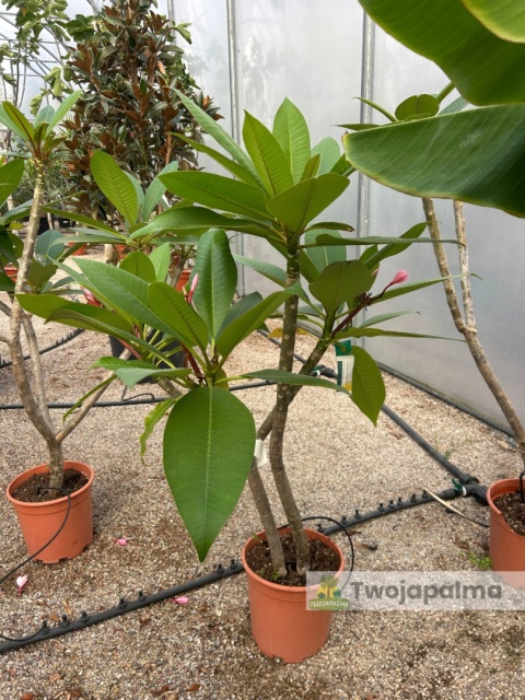 Plumeria - Plumeria rubra wys. całkowita z donicą: 90-110cm
