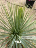 Yucca Rostrata wys. całkowita: ok. 80cm YR4