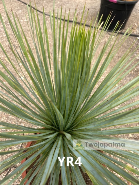 Yucca Rostrata wys. całkowita: ok. 80cm YR4
