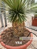 Yucca Rostrata wys. całkowita: ok. 80cm YR4
