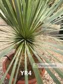 Yucca Rostrata wys. całkowita: ok. 80cm YR4