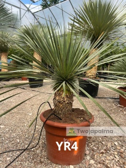 Yucca Rostrata wys. całkowita: ok. 80cm YR4