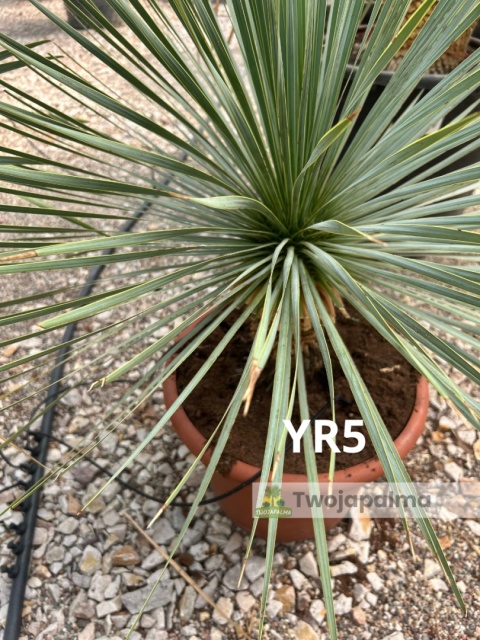 Yucca Rostrata wys. całkowita: ok. 80cm YR5