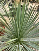 Yucca Rostrata wys. całkowita: ok. 80cm YR5