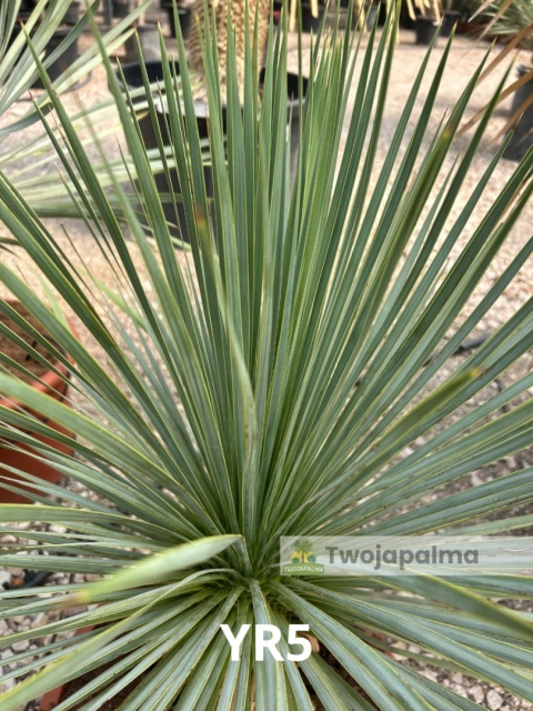 Yucca Rostrata wys. całkowita: ok. 80cm YR5