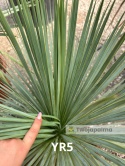 Yucca Rostrata wys. całkowita: ok. 80cm YR5
