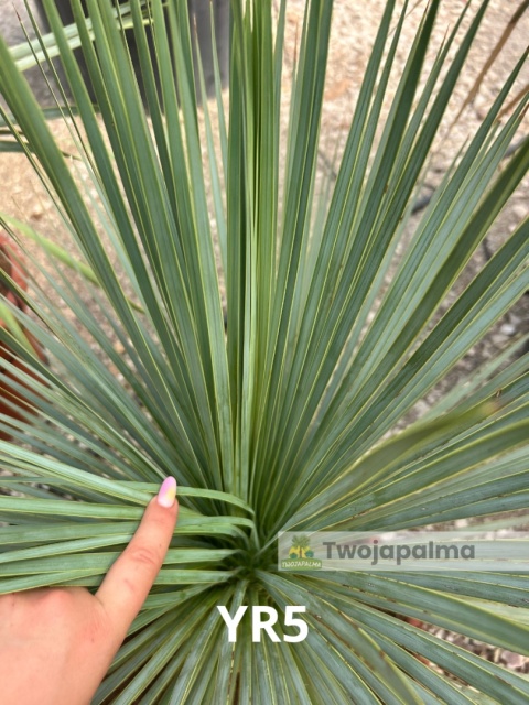 Yucca Rostrata wys. całkowita: ok. 80cm YR5
