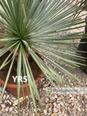 Yucca Rostrata wys. całkowita: ok. 80cm YR5